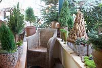 Wicker chair in conservatory surrounded by conifers in decorative pots