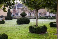 Decorative shaped Buxus at base of tree trunks - The Old Rectory, SUrrey