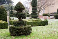 Shaped Yew structures in formal topiary garden in winter - The Old Rectory, Surrey