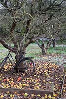 Old bicycle and ladder propped up against fruit tree in orchard - The Old Rectory, Surrey