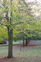 Avenue of mature Lime trees - Marle Place, Kent