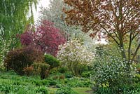 Shrub border in spring with Viburnum, Magnolia 'Pinkie', Berberis, crab apple and flowering cherry - Glen Chantry, Essex