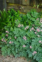Self seeded Dicentra at base of fence with foliage of Nerine - Glen Chantry, Essex