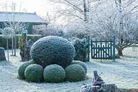 Yew topiary surrounded by clipped box balls on a frosty morning in December - The Mill House, Little Sampford, Essex