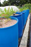 Carrots growing in plastic tubs to encourage extra long growth. They are watered by a tube in the centre which means that the roots grow towards the water - Mick's Allotment