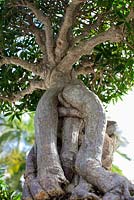 Ficus salicania syn. Ficus salicifolia syn. Ficus nerifolia - Willow Leaf Ficus bonsai in training since 1980 - Heathcote Botanical Gardens in Ft. Pierce, Florida