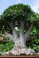 Ficus salicania syn. Ficus salicifolia syn. Ficus nerifolia - Willow Leaf Ficus bonsai in training since 1976 - Heathcote Botanical Gardens in Ft. Pierce, Florida
