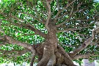 Ficus microcarpa - Kinman Ficus bonsai in training since 2002 - Heathcote Botanical Gardens in Ft. Pierce, Florida