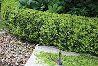 Pruning new growth on low Buxus hedge with garden shears and cloth to collect cuttings