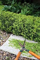 Pruning new growth on low Buxus hedge using garden shears and cloth to collect cuttings 