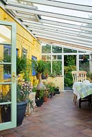 Interior of lean to conservatory with yellow wall and blue windows and tiled floor. Beaucarnea recurvata in large containers