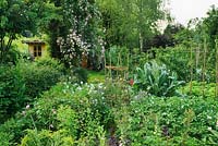 Mixed ornamental and vegetable garden. Roses, sweet rocket, feverfew and Aquilegias. Artichoke, potatoes, runner beans and fruit trees in background. Rosa 'Euphrosyne' climbing in to hawthorn tree and view of summerhouse