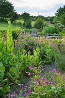 Country garden with views to fields. Raised seating area. Linaria purpurea, Geranium psilostemon, Alchemilla mollis and Papaver somniferum