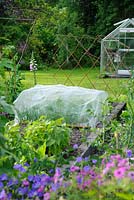 Brassica plants in raised vegetable bed protected from pests with fine plastic netting