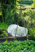 Vegetable garden with carrots under protection netting against carrot fly