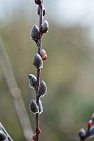 Salix Irrorata