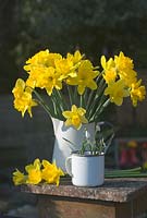 Daffodils in vintage enamel jug with snowdrops