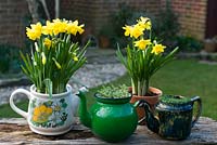 Teapot containers with Narcissus 'Tete a Tete', pineapple and corsican mint