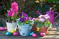 Easter eggs in garden with pots of pink hyacinth and polyanthus
