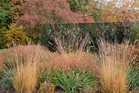 The Savill Garden in Autumn. Late season planting in the herbaceous borders. Cuphea cyanea, Molinia caerulea 'Heidebraut', Canna indica and Amaranthus cruentus 'Golden Giant'.