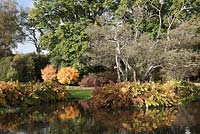 The Savill Garden at Autumn. The native royal fern, Osmunda regalis skirts the island in lower pond. 