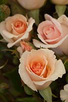 Rosa 'A Whiter Shade of Pale' - Fryers Roses