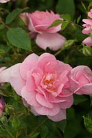 Rosa 'Cariad'. David Austin Roses