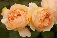 Rosa 'Jude the Obscure'. David Austin Roses