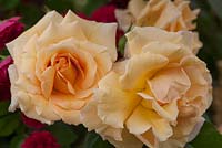 Rosa 'Raymond Carver' - Peter Beales Roses