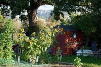 Allotment shed and sunflowers with view of Clifton Suspension Bridge behind