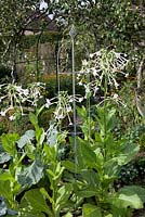 Agriframes plant supports in garden with  Nicotiana sylvestris - Tobacco Plant
