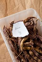 Storing French Bean seeds - Picked, partly dried beans are kept in the open out of direct sunlight with labels attached
