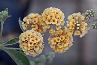 Buddleia x weyeriana 'Honeycomb' - Yellow Butterfly Bush