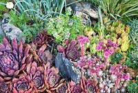 Succulents and drought resistant plants - Chamaemelum nobile, Sempervivum, Sempervivum arachnoideum and Thymus