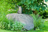 Grey cat watching from a granite boulder. Plants include Aesculus hippocastanum, Dryopteris and Hemerocallis