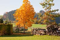 Autumn coloured oaks next to wood piles