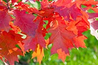 Autumn colours of Quercus shumardii