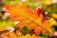 Autumn colours of Quercus alba x monta