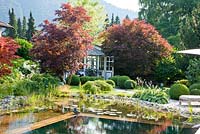 Garden with natural swimming pool, box spheres and a white wooden garden pavilion. Acer palmatum, Acer palmatum 'Dissectum', Betula, Buxus and Hosta