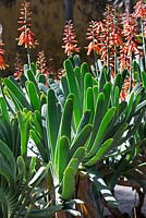 Aloe plicatilis - Aloaceae.  
