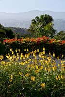 Senna didimobotrya - Golden Wonder. Bougainvillia hedging. Tenerife. February.