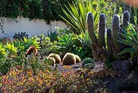 The Cactus garden with Euphorbia milii, Oreocereus celsianus, Echinocactus grusonii and Agave. Puerto de la Cruz, Tenerife.  February.