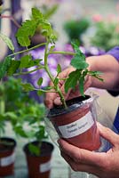 Unpacking grafted tomatoes 'Sungold'