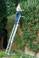 Man working on safety ladder pruning excess growth from espalier Malus 'Nonpareil' - Felbrigg Hall, Norfolk