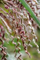 Miscanthus sinensis 'Zwergelephant' - Knoll Gardens 