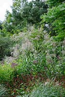 Miscanthus sinensis 'Roland' - Knoll Gardens 