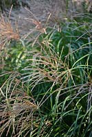 Miscanthus sinensis 'Hermann Mussel' - Knoll Gardens 