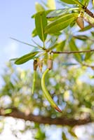 Rhizophora mangle - Red Mangroves 