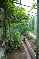 Vitis vinifera growing in greenhouse