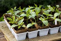 Cobaea scandens germinated in tray of peat pots